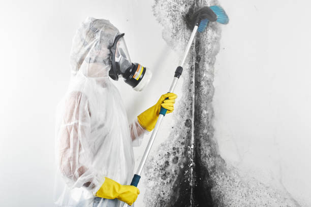 Best Comprehensive Air Testing for Mold Contaminants  in Grover Beach, CA