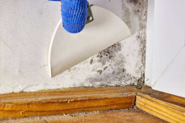 Best Emergency Mold Remediation  in Grover Beach, CA