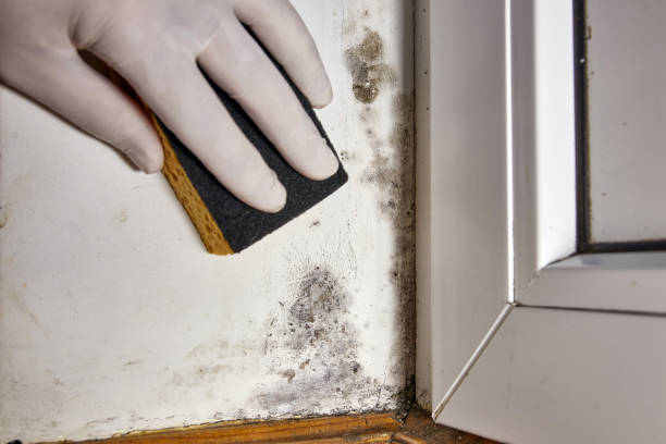 Best Mold Remediation for Healthcare Facilities  in Grover Beach, CA